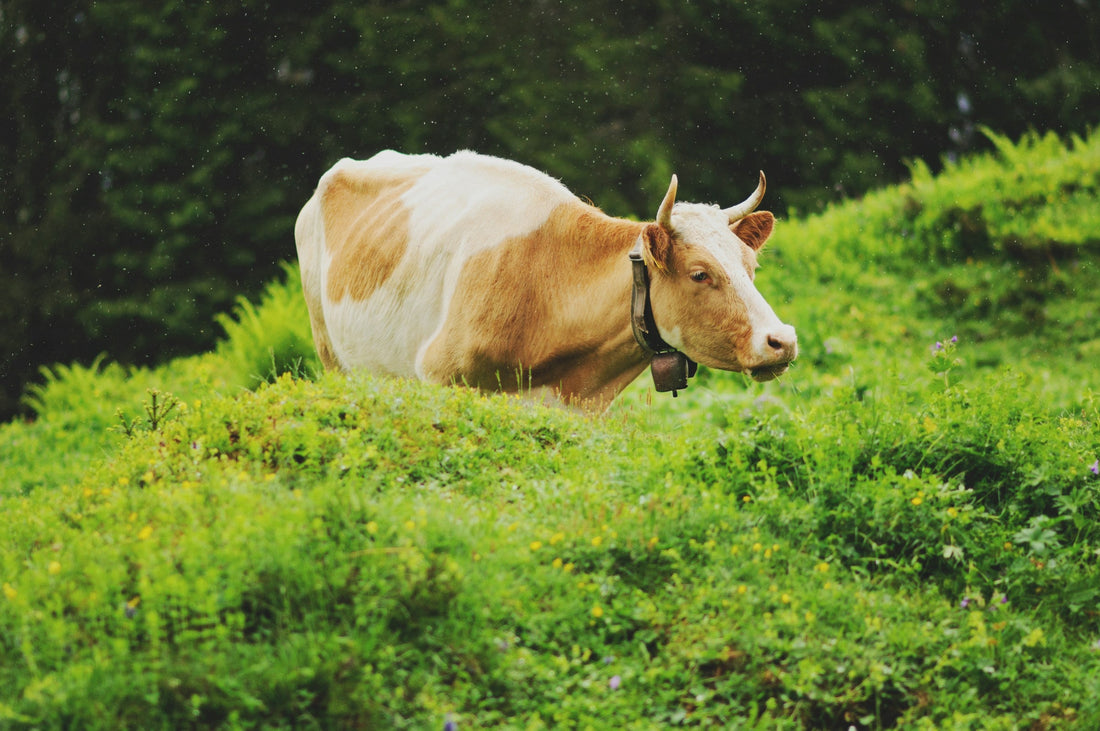 Grasgefütterte Rinder: Ein Unterschied für deine Gesundheit online kaufen | Raw Animal