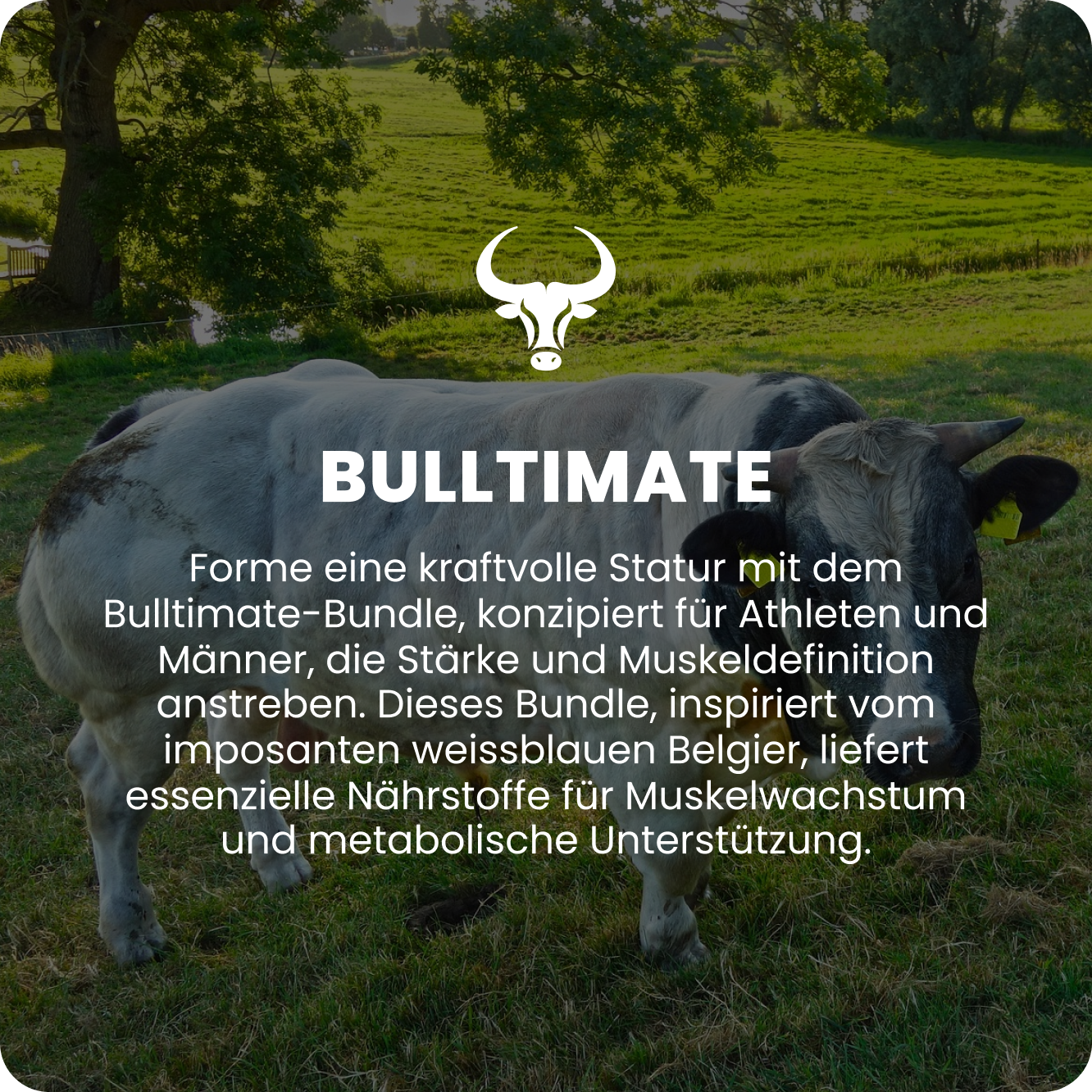 Bulltimate