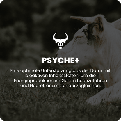 Psyche+ Übersicht